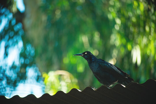 Zanate bird on rooftop with blurred jungle background. Black zanate bird standing on roof with natural green bokeh background