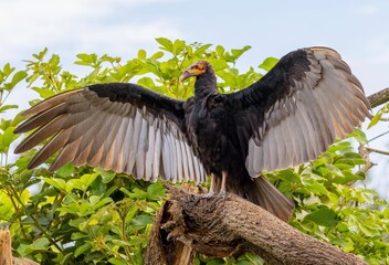 Lesser yellow-headed vulture on a branch