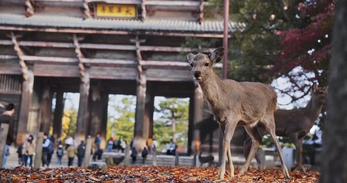 Slow motion shot of deer wondering around ancient Japanese tourist area