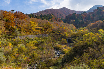 Obraz premium 日本 鳥取県西伯郡大山町にある大山寺橋から眺める大山の紅葉した木々