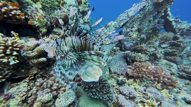 Red sea lionfish pterois volitans swimming over tropical reef shipwreck with blue water in background