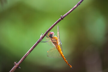 Golden Sunset Dragonfly Perched on Twig with Soft Green Bokeh Background