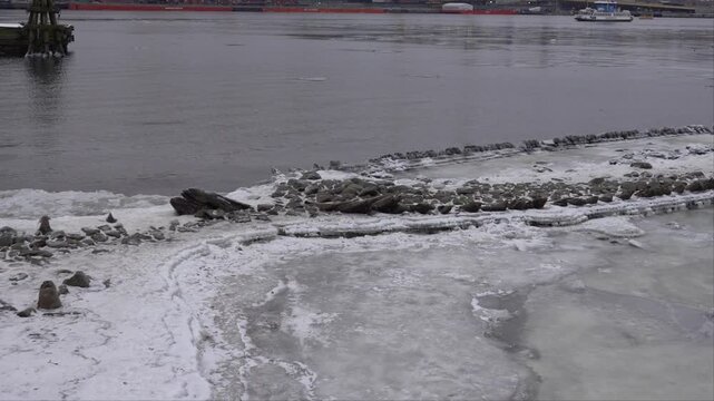 Stockholm, Sweden Due to low water levels in the frozen Baltic Sea, the skeleton of an old warship from the 1600s is exposed in the downtown near the Skeppsholmen and Kastellholmen islands.