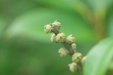 マテバシイ属の若い実