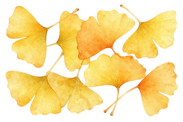 Naklejka premium Ginkgo Leaves In Autumn Colors As Transparent Cut-Out