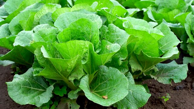 Close up panning shot of fresh green Chinese cabbage (Brassica rapa pekinensis) growing on a highland mountain plantation in Southeast Asia. Organic agriculture and farming concept.