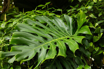 Obraz premium A large green leaf stands out among smaller leaves in a garden. Sunlight filters through, highlighting the texture and shape of the foliage