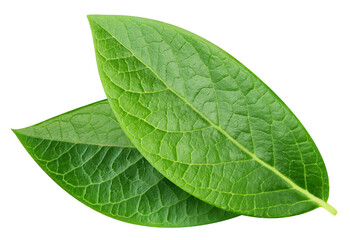 Obraz premium Blueberry leaves isolated on transparent background. Two blueberry leaves PNG