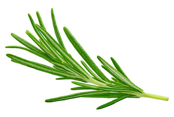 Twig of rosemary on a transparent background. Rosemary with PNG © URSA Star