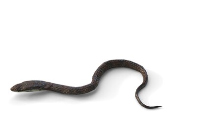 Obraz premium snake attack on white background