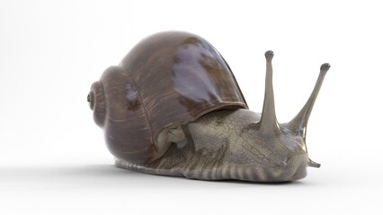 snail on white background © Masihullah