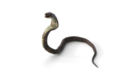 Obraz premium snake attack on white background