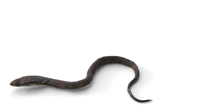 snake attack on white background
