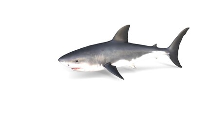 Obraz premium swimming great white shark