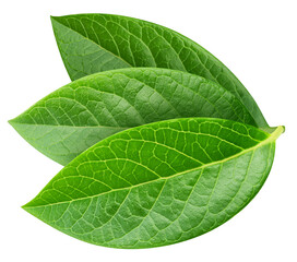 Fototapeta premium Blueberry leaves isolated on transparent background. Three blueberry leaves PNG