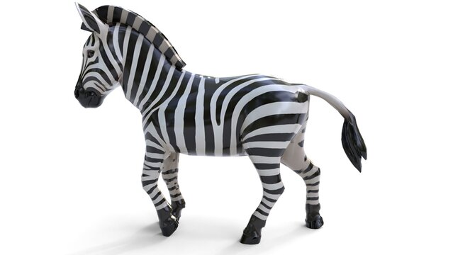 zebra walking