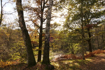 Obraz premium Herbstwald mit Sonne