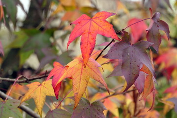 Fototapeta premium Amberbaumim Herbst