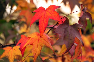 Fototapeta premium Amberbaumim Herbst