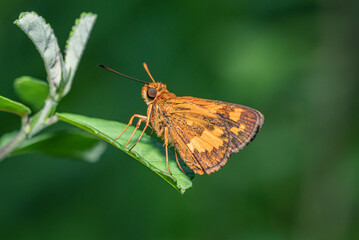 Obraz premium a brown and orange butterfly perched on a fresh green leaf.