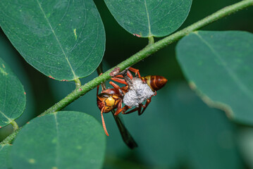 A reddish brown wasp and hornet building a small nest under a twig with green leaves in the background.
