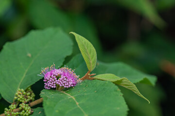 Blooming mauve wildflowers among green leaves with delicate stamen details and natural bokeh background