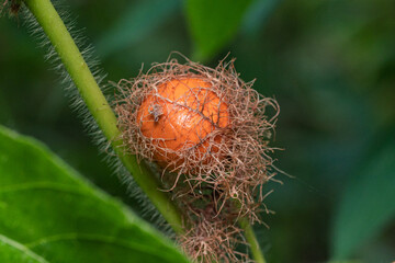 Forest Passion Fruit (Passiflora foetida) is still attached to the stem with its characteristic natural fibers.