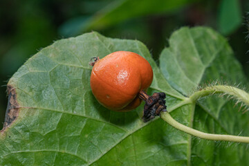 Forest Passion Fruit (Passiflora foetida) is still attached to the stem with its characteristic natural fibers.