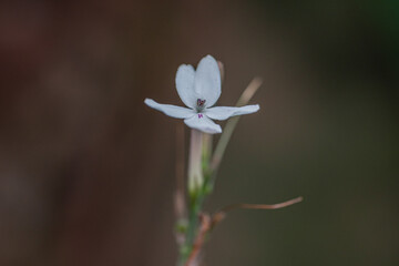 A small white flower with simple petals and a delicate pistil detail, standing alone against a soft bokeh background in shades of brown and green.