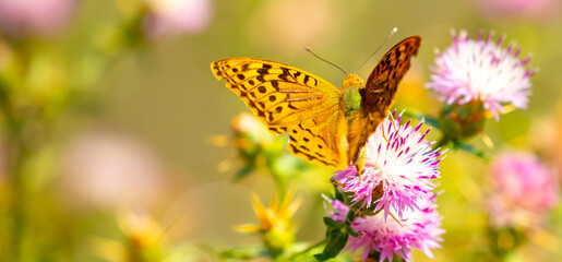 Obraz premium Butterfly on a flower. A flock of butterflies by the water. Colorful spring background with copy space. Spring and ecology concept.