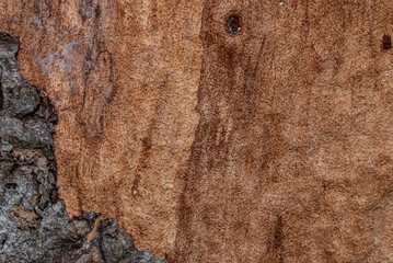 Close-up texture of natural tree bark with rough surface details and organic brown patterns
