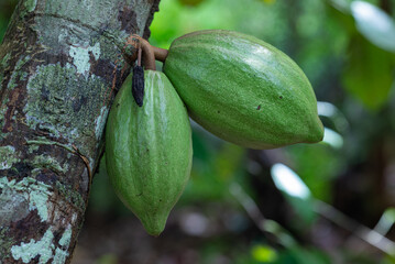Young, green cocoa pods (Theobroma cacao) attached to tree trunks in tropical plantations