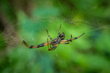 A black and yellow spider hanging from its web against a blurred natural green background.