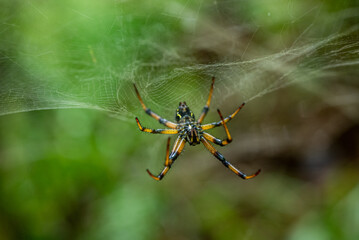 A black and yellow spider hanging from its web against a blurred natural green background.