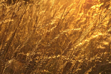 Gräser im Gegenlicht © Fotolyse