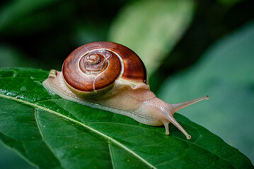 A snail with a shiny brown shell is stretching on a fresh green leaf.