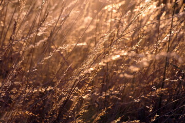 Gräser im Gegenlicht © Fotolyse