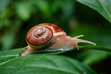 A snail with a shiny brown shell is stretching on a fresh green leaf.