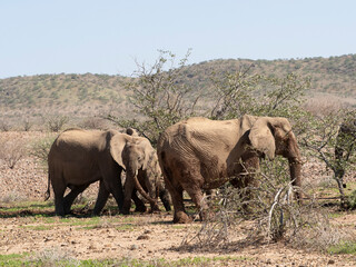 Fototapeta premium Wüstenelefant, Loxodonta africana in Namibia Damaraland 