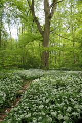 Bärlauch im Frankfurter Stadtwald