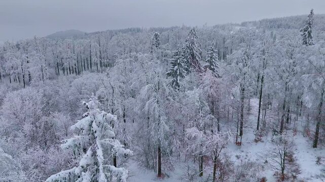 Aerial view of a breathtaking winter forest covered in deep white snow. High angle drone shot flying over a mix of snow-capped coniferous pine trees and bare deciduous trees during a peaceful winter