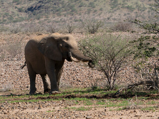 Fototapeta premium Wüstenelefant, Loxodonta africana in Namibia Damaraland 