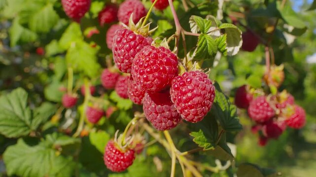 Panorama of a ripe juicy raspberries on the branch on the background of a blue sky