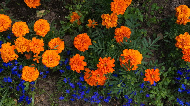 Orange marigolds and blue lobelia grow in a flower bed