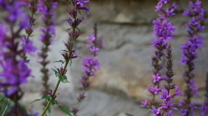 Obraz premium Lythrum salicaria on the background of a stone wall, selective focus
