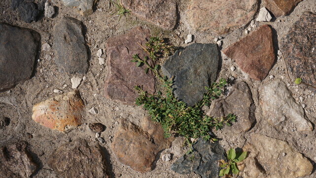 The polygonum avicularer grows among the stones