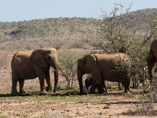 Fototapeta premium Wüstenelefant, Loxodonta africana in Namibia Damaraland 