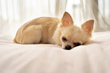 白いチワワが布団に寝てる