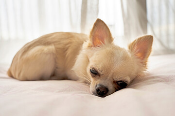 白いチワワが布団に寝てる