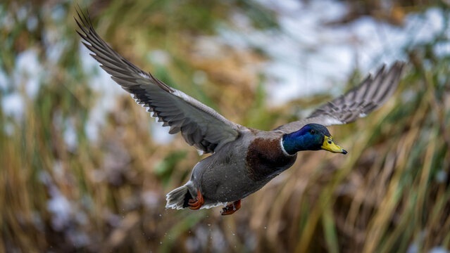 eine Stockente im Flug